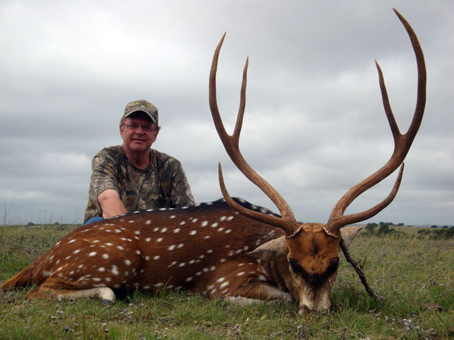 free range axis hunts in Texas<br>